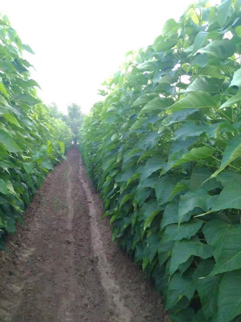 精品楸树，一手货源，自家苗圃欢迎大家选购