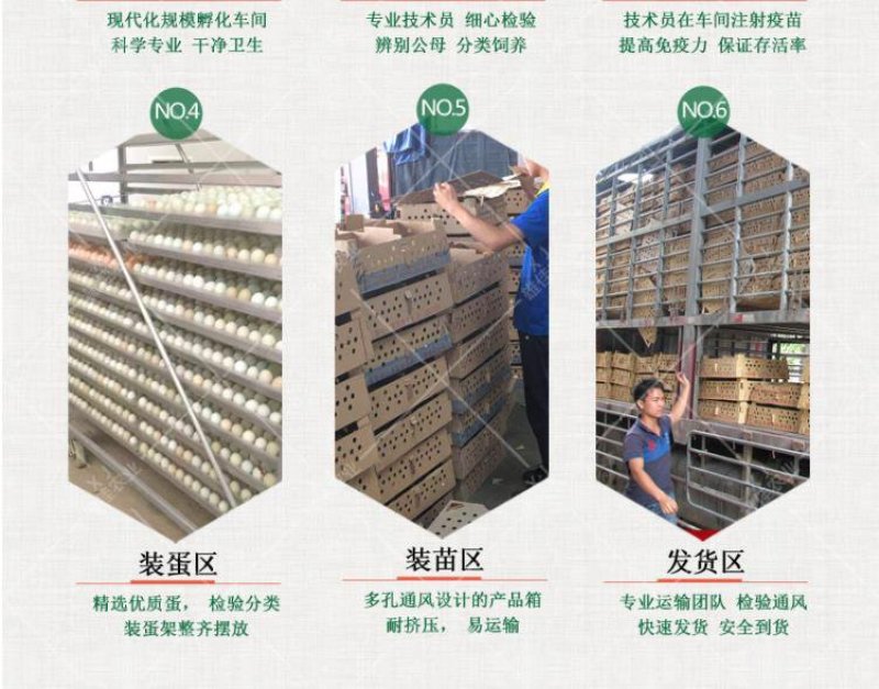 三黄鸡苗分别【中三黄、大三黄、快大黄】包打疫苗，包路损