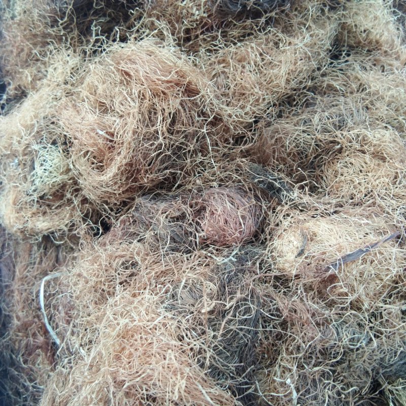 玉米须