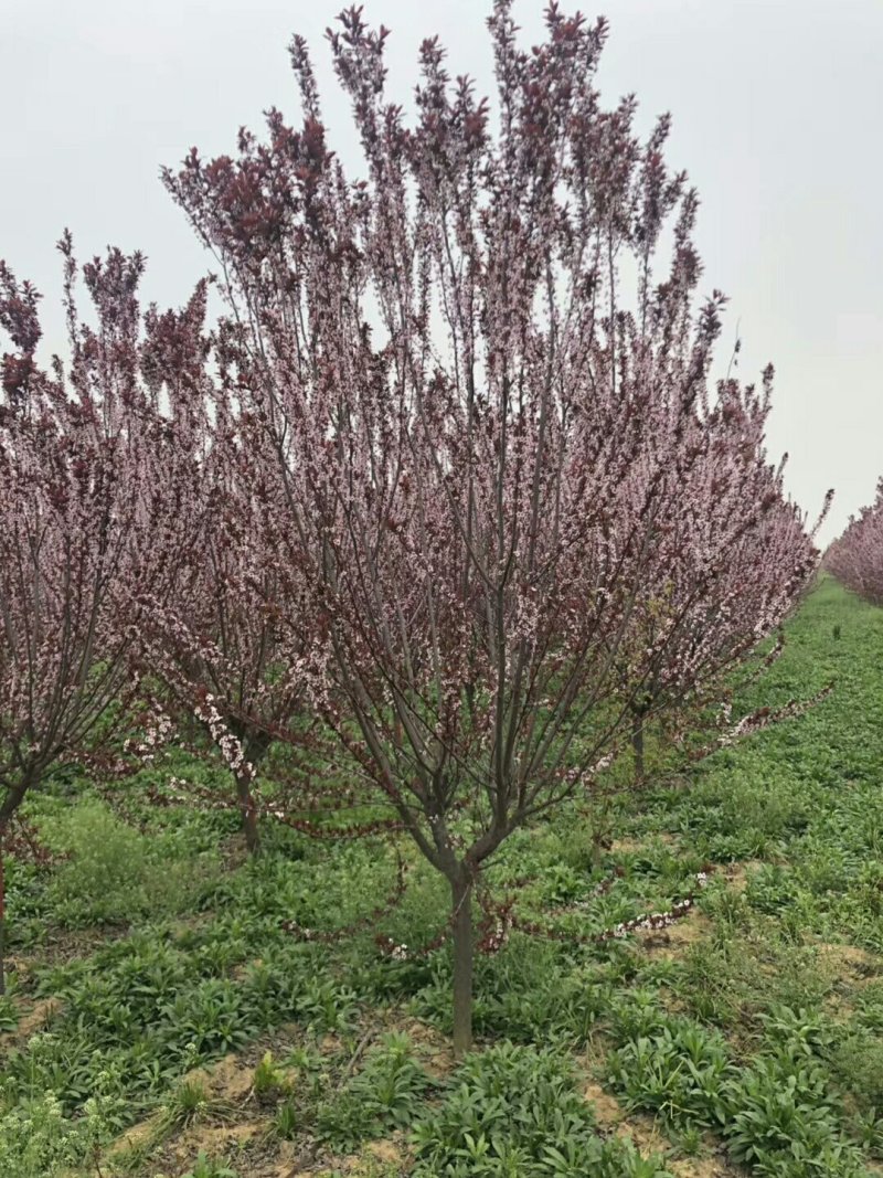 紫叶李，紫叶李价格，紫叶李基地，潢川苗木潢川苗圃直销