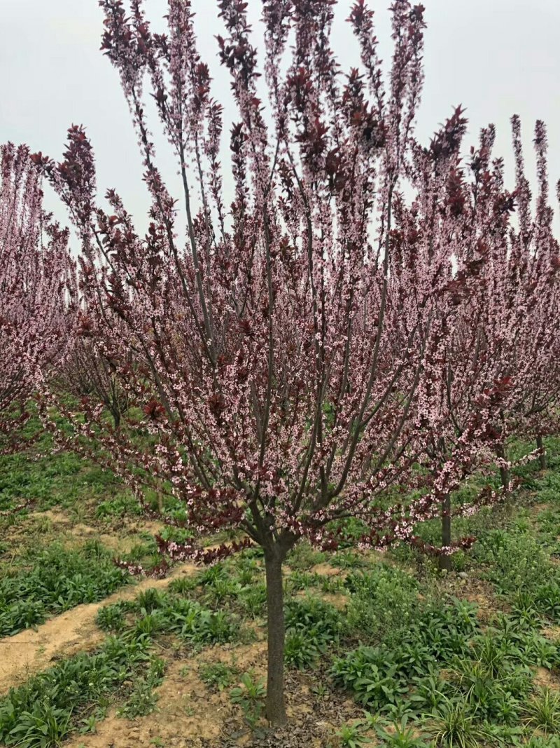 紫叶李，紫叶李价格，紫叶李基地，潢川苗木潢川苗圃直销