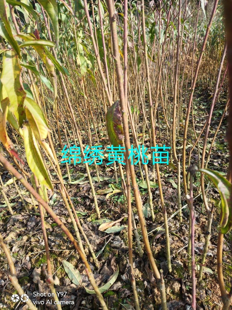 绵绣黄桃苗:、正宗品种，假一赔十，当天挖苗下午发货。