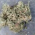 伸筋草，色青干货切断没切都有，可预定切断欢迎订购