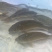 鲤鱼苗岩原鲤鱼苗及各种淡水鱼苗规格齐全
