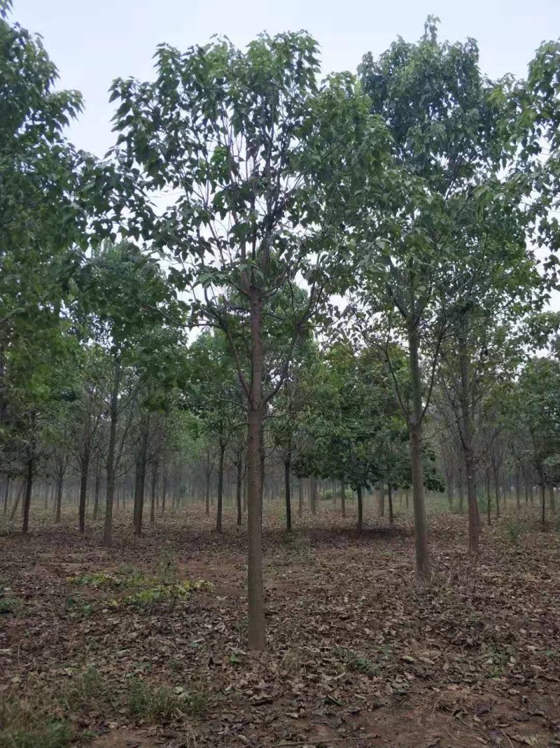 自家苗圃精品楸树，欢迎选购