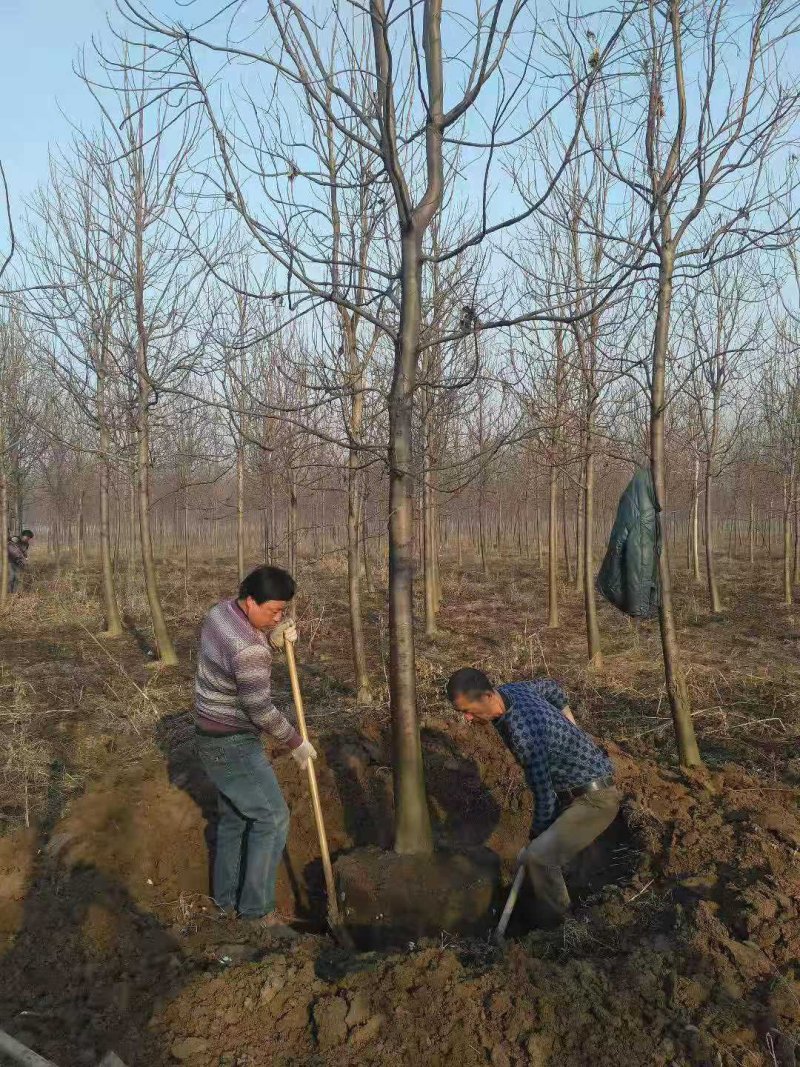自家苗圃精品楸树，欢迎选购