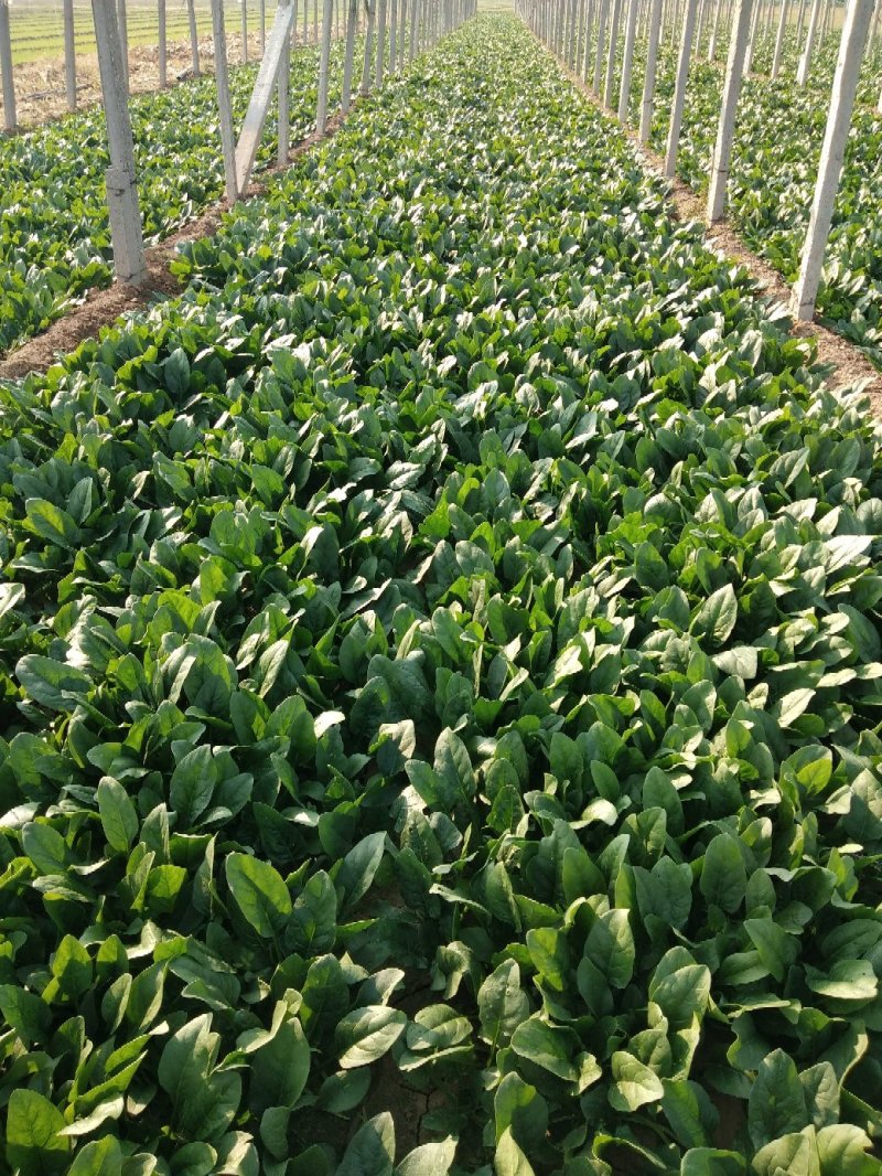 菠菜