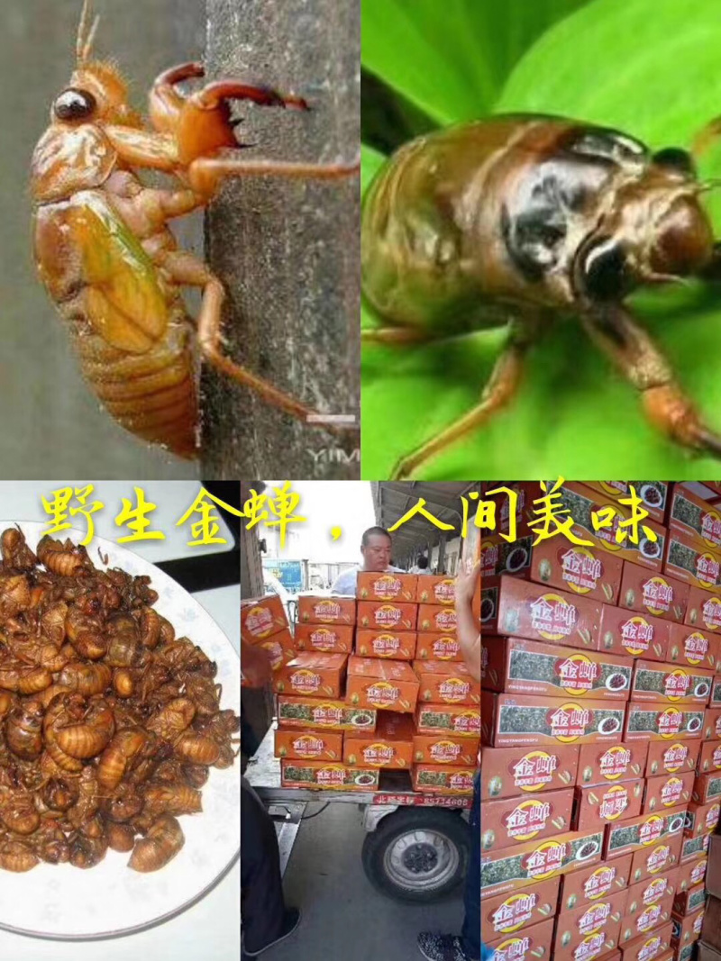 纯野生金蝉，2019年新货，一手货源。