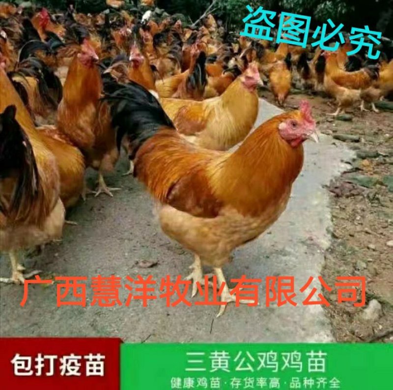 大三黄鸡苗分别为三黄土1.5号三黄土二质量保证假一赔十