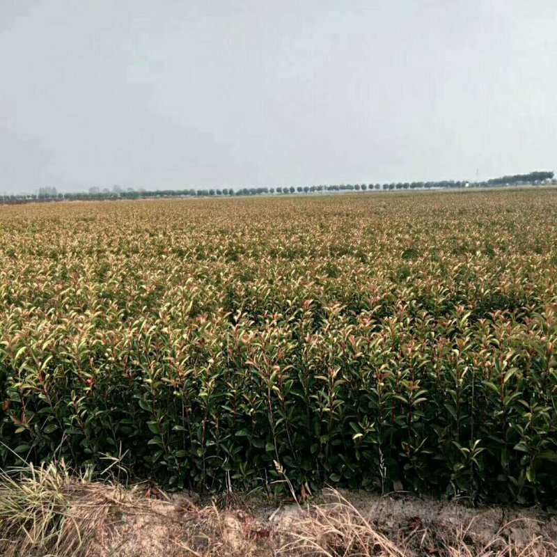 红叶石楠大杯苗，潢川红叶石楠杯苗基地友好苗圃基地直销