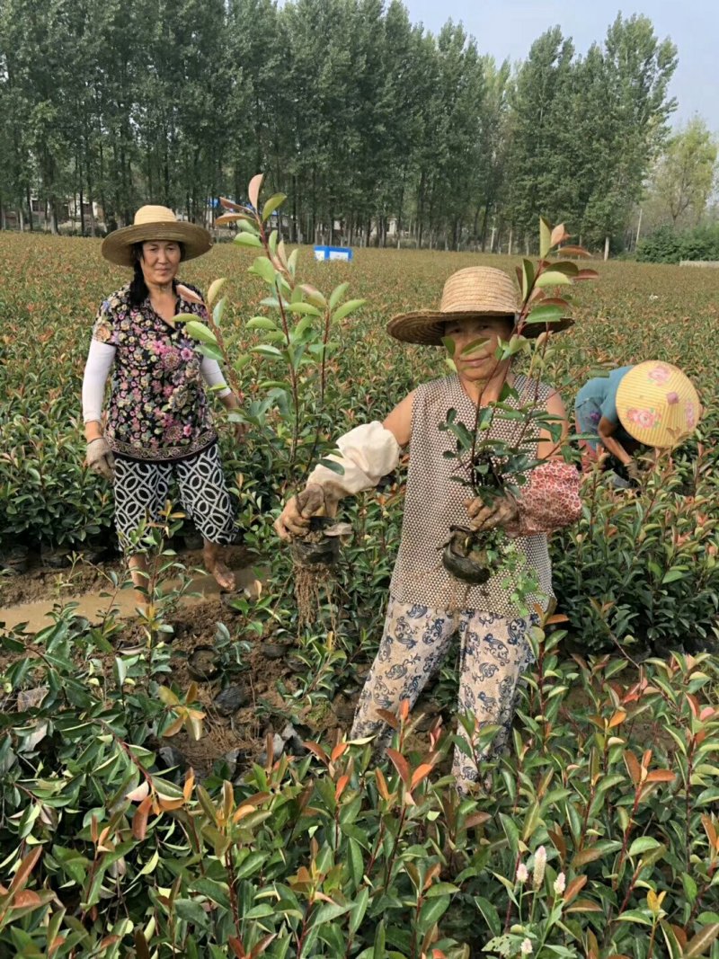 红叶石楠大杯苗，潢川红叶石楠杯苗基地友好苗圃基地直销