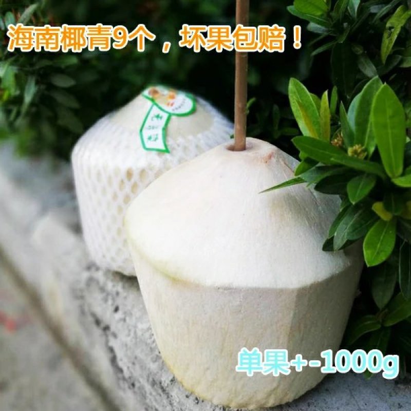 热带新鲜水果海南特产椰青去皮青椰子9个装大果全国包邮