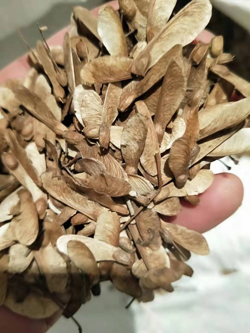 青枫种子，鸡爪槭种子，三角枫种子