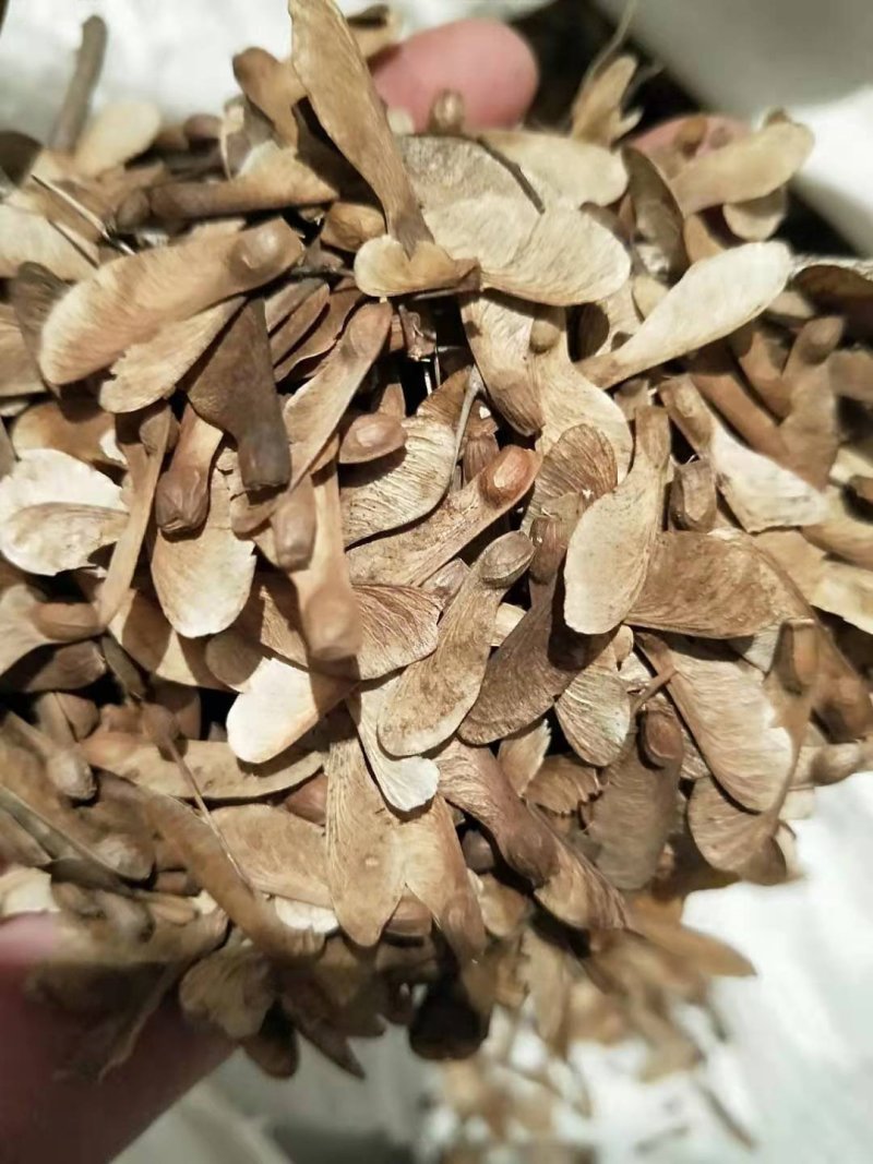青枫种子，鸡爪槭种子，三角枫种子