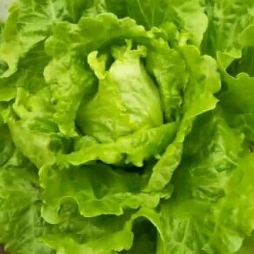 生菜