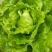 生菜