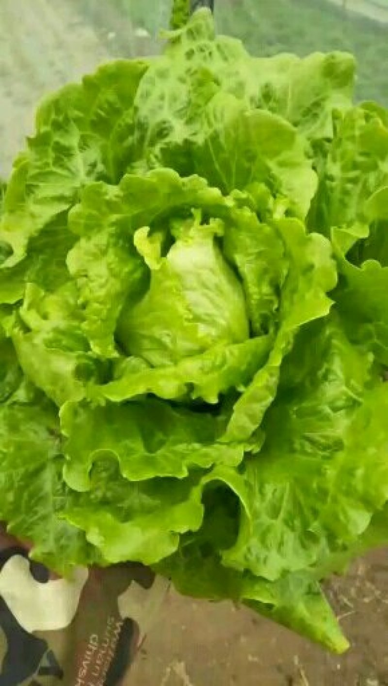 生菜