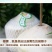 热带新鲜水果海南特产椰青去皮青椰子9个装大果全国包邮