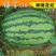 绿宝518西瓜种子花皮椭圆形高产抗病耐低温特大特甜红瓤皮