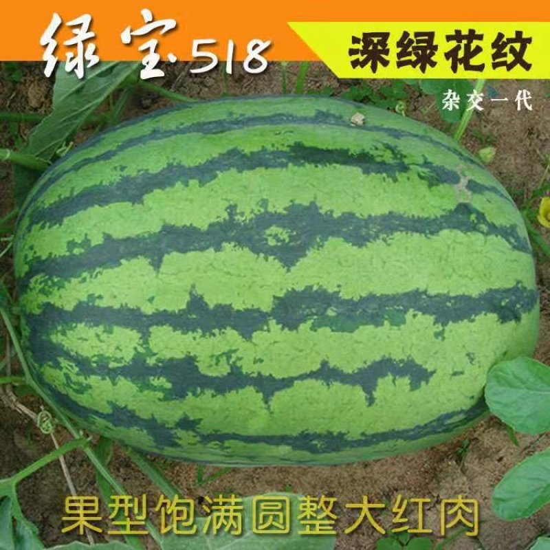 绿宝518西瓜种子花皮椭圆形高产抗病耐低温特大特甜红瓤皮