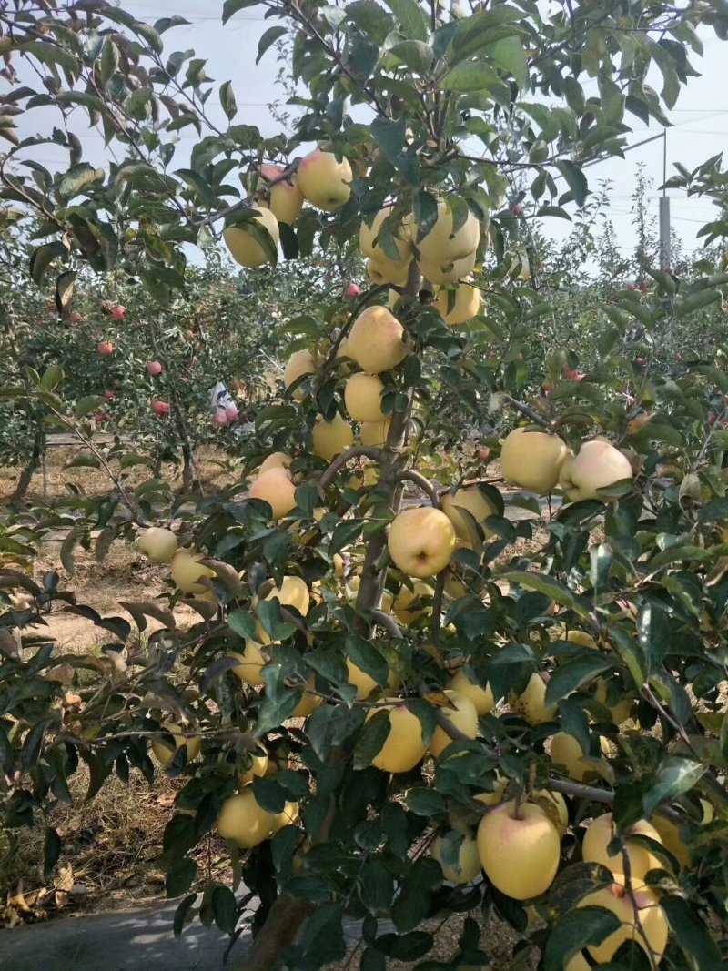 维纳斯黄金苹果树苗，鲁丽，秦脆，望香红，烟富八号