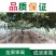 四川苍溪猕猴桃产地直销红阳东红徐香萃香金艳水阳桃嫁接苗
