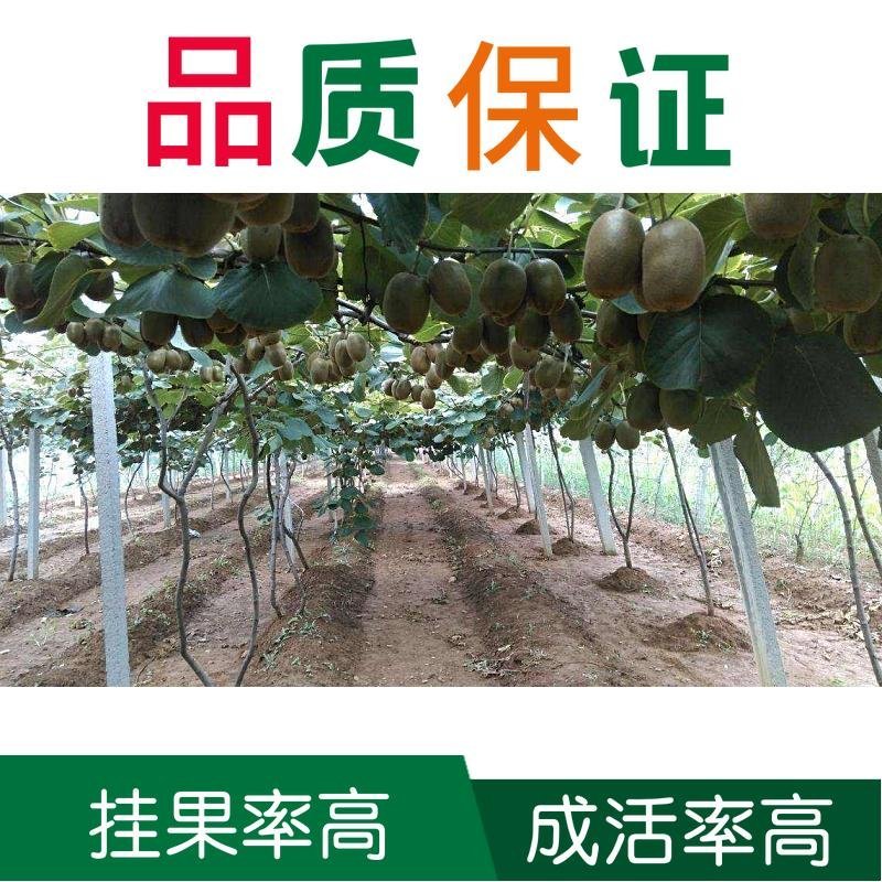 四川苍溪猕猴桃产地直销红阳东红徐香萃香金艳水阳桃嫁接苗