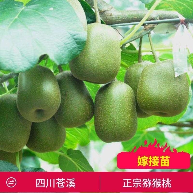 四川苍溪猕猴桃产地直销红阳东红徐香萃香金艳水阳桃嫁接苗