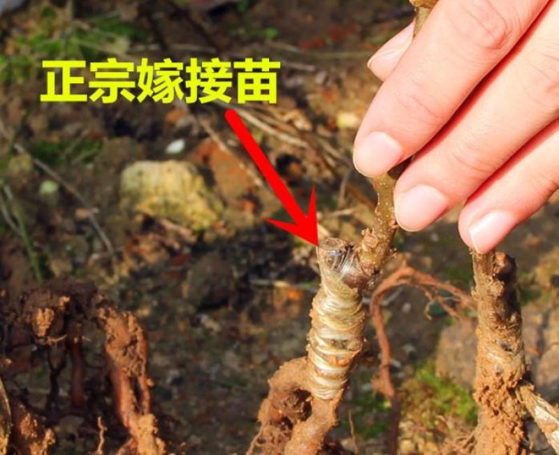 四川苍溪猕猴桃产地直销红阳东红徐香萃香金艳水阳桃嫁接苗