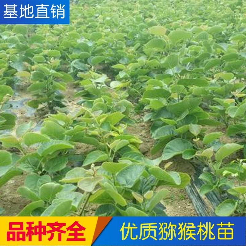 四川苍溪猕猴桃产地直销红阳东红徐香萃香金艳水阳桃嫁接苗