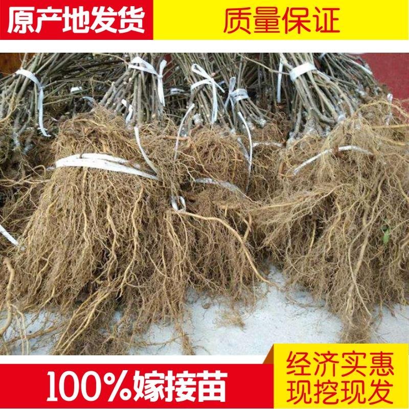 四川苍溪猕猴桃产地直销红阳东红徐香萃香金艳水阳桃嫁接苗