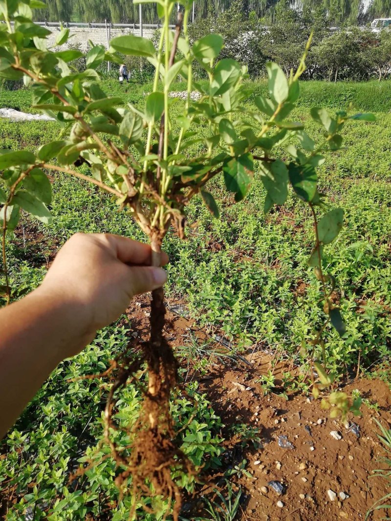 金银花苗品种纯量大从优规格齐全沙土地黄土都可种植