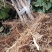 金银花苗品种纯量大从优规格齐全沙土地黄土都可种植