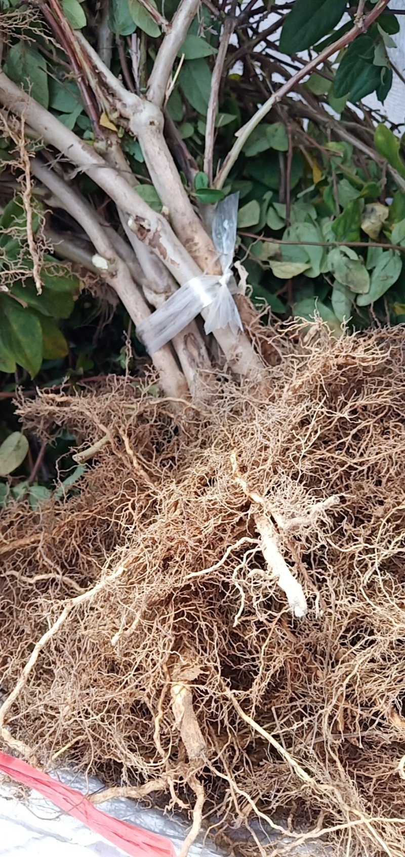金银花苗品种纯量大从优规格齐全沙土地黄土都可种植