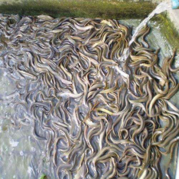 泥鳅苗规格齐全欢迎大家来电咨询