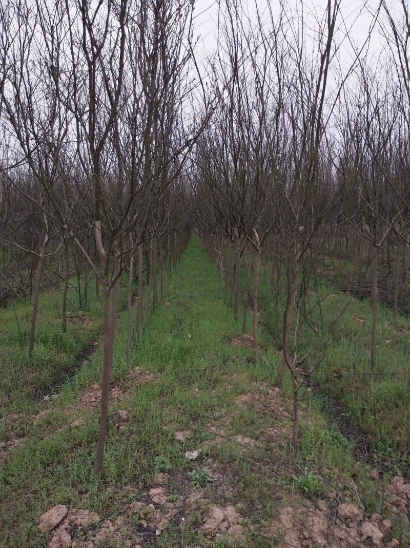 紫薇树，百日红，河南省潢川县宏昌苗圃批发直销各个规格紫薇