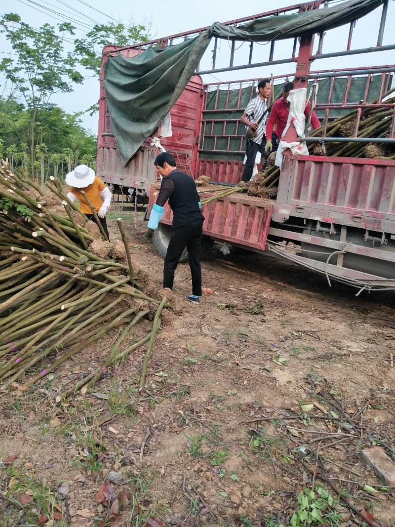 紫薇树，百日红，河南省潢川县宏昌苗圃批发直销各个规格紫薇