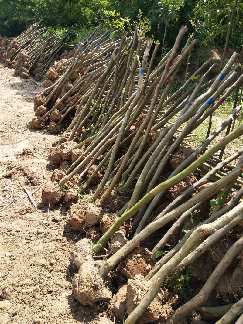 紫薇树，百日红，河南省潢川县宏昌苗圃批发直销各个规格紫薇