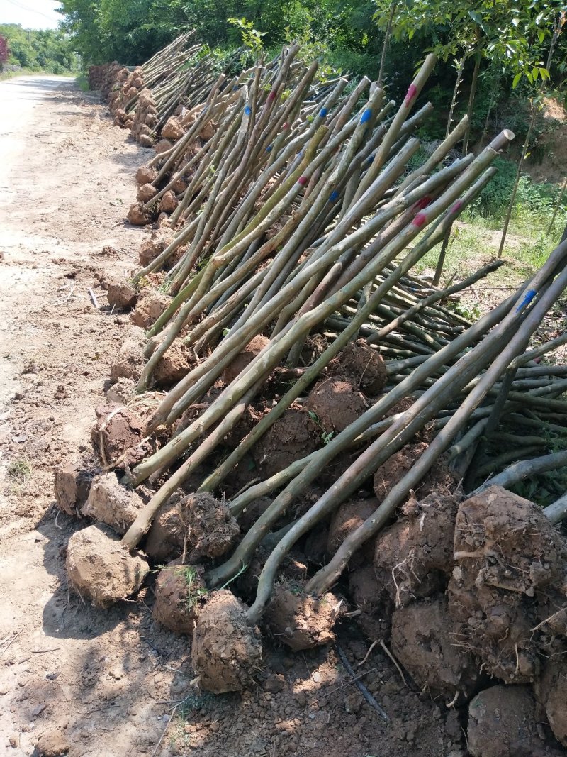 紫薇树，百日红，河南省潢川县宏昌苗圃批发直销各个规格紫薇