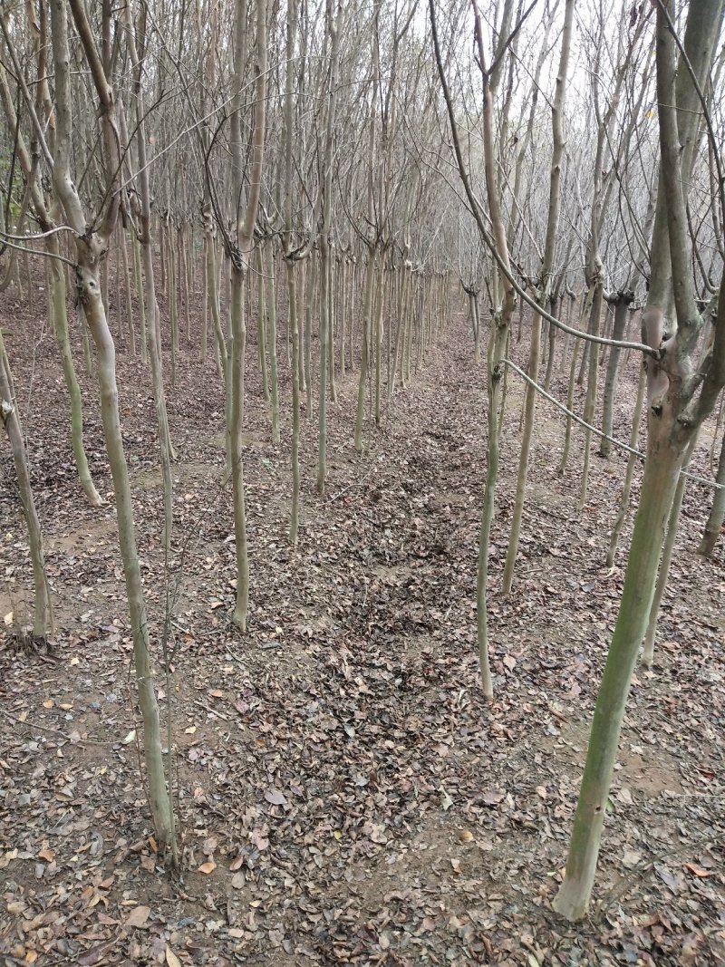 紫薇树，百日红，河南省潢川县宏昌苗圃批发直销各个规格紫薇