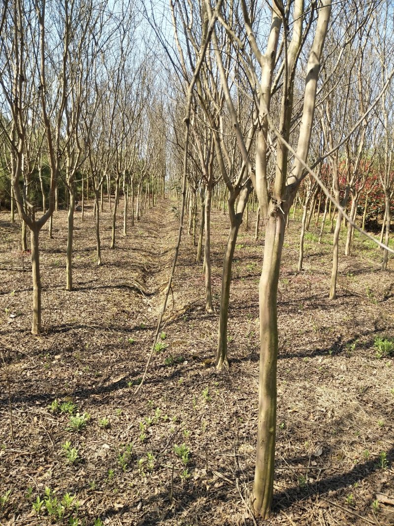 紫薇树，百日红，河南省潢川县宏昌苗圃批发直销各个规格紫薇