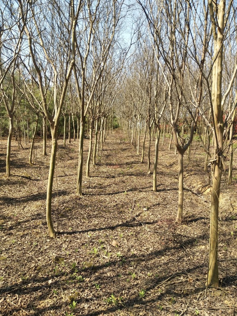 紫薇树，百日红，河南省潢川县宏昌苗圃批发直销各个规格紫薇