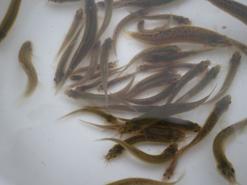 泥鳅苗规格齐全欢迎大家来电咨询