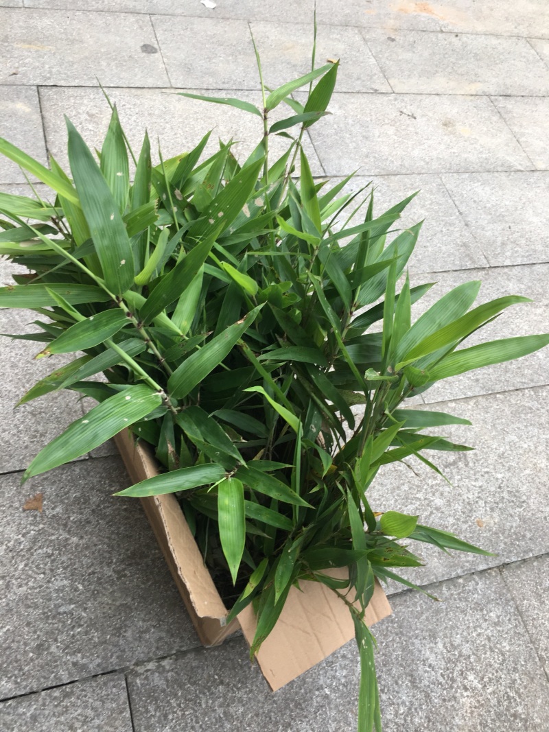楠竹苗
