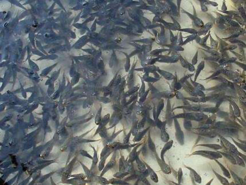 优质鲫鱼存活率高抗病能力强免费技术指导放心购买