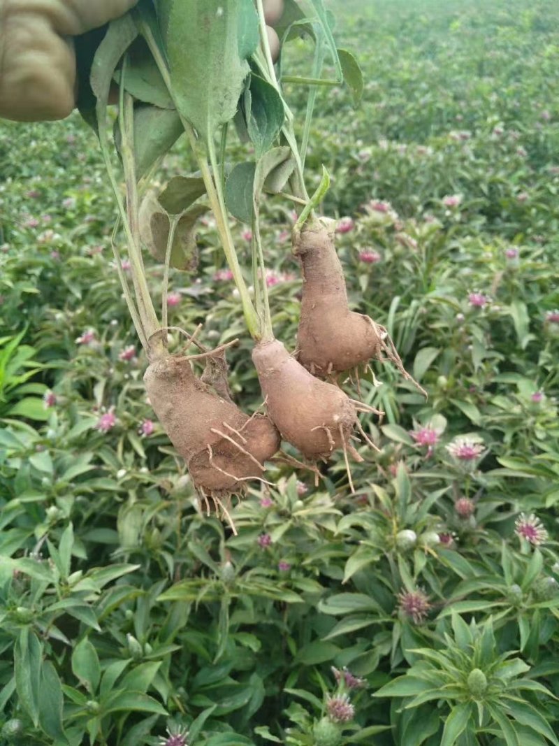白术芽改良高产无病菌芽苗，基地直发，量大从优