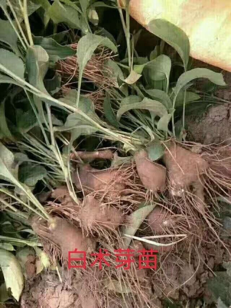 白术芽改良高产无病菌芽苗，基地直发，量大从优