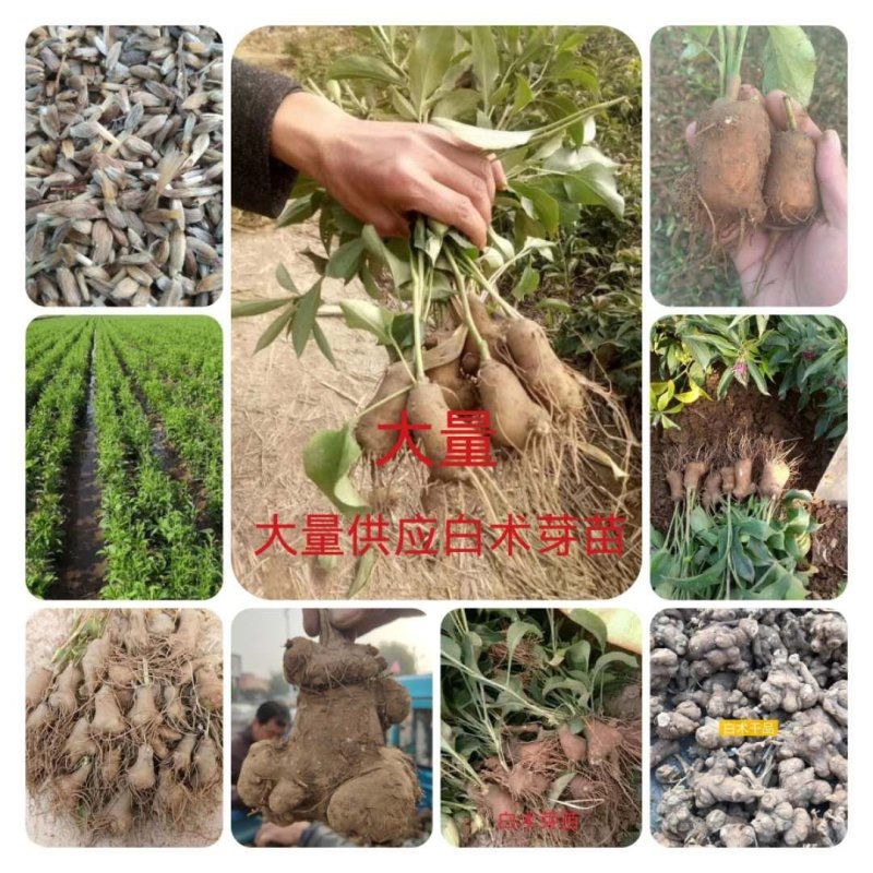 白术芽改良高产无病菌芽苗，基地直发，量大从优