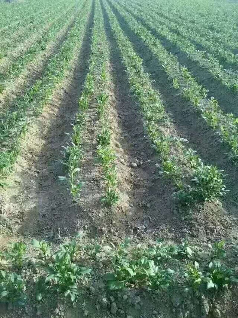 白术芽改良高产无病菌芽苗，基地直发，量大从优