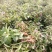 白术芽改良高产无病菌芽苗，基地直发，量大从优